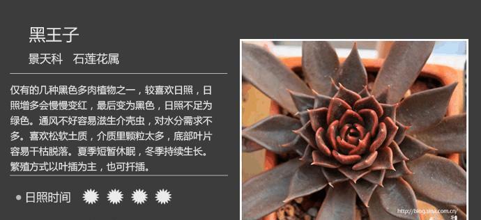 多肉植物有哪些种类？如何区分它们？