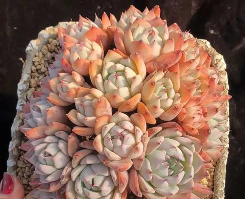 多肉植物有哪些种类？如何区分它们？