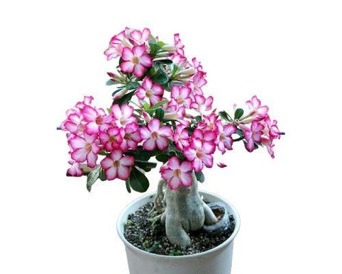 绿植花卉玫瑰盆栽植物有哪些？如何进行修剪和养护？