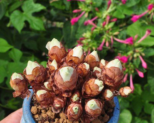 绿植花卉玫瑰盆栽植物有哪些？如何进行修剪和养护？