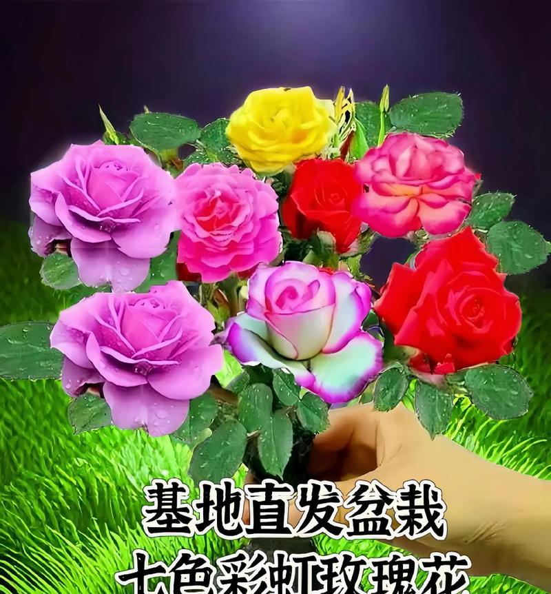 绿植花卉玫瑰盆栽植物有哪些？如何进行修剪和养护？