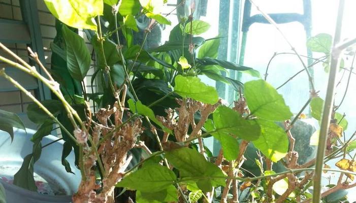 植物叶子干枯怎么办？叶子干枯的原因和解决方法是什么？