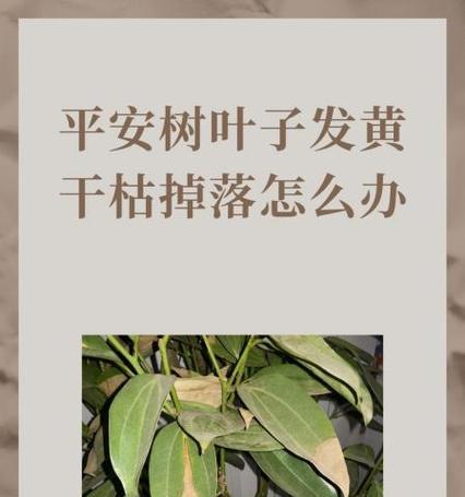 植物叶子干枯怎么办？叶子干枯的原因和解决方法是什么？