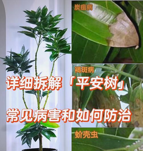 植物叶子干枯怎么办？叶子干枯的原因和解决方法是什么？