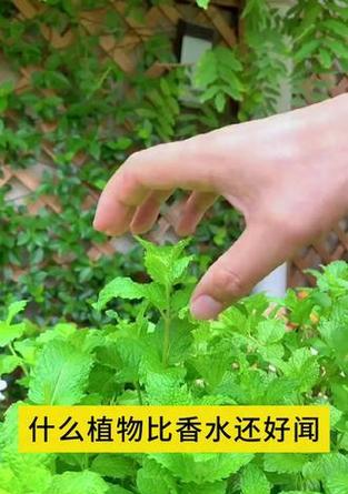 薄荷植物获取营养的方法是什么？