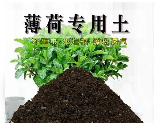 薄荷植物获取营养的方法是什么？