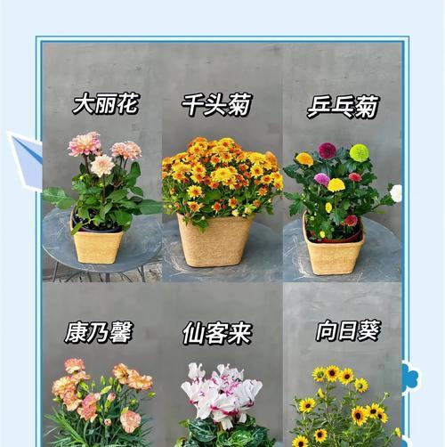 阳台盆栽矮植花卉的选择标准是什么？