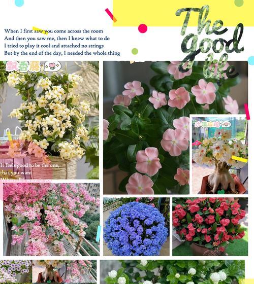 阳台盆栽矮植花卉的选择标准是什么？