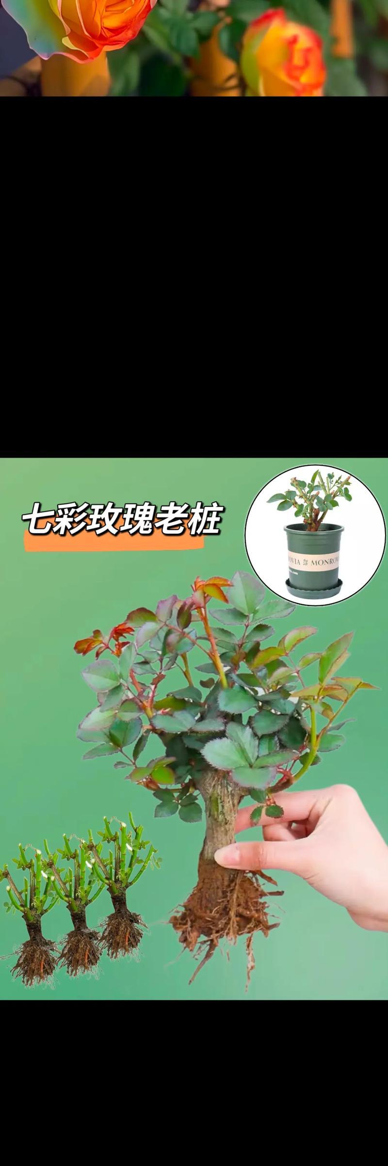 阳台盆栽矮植花卉的选择标准是什么？