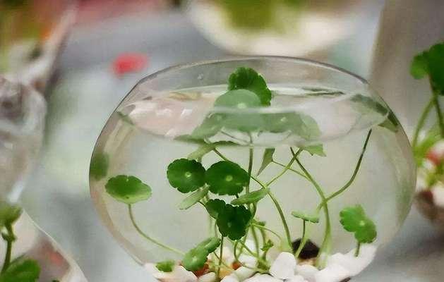 水插植物多久换一次水？如何判断水插植物是否需要换水？