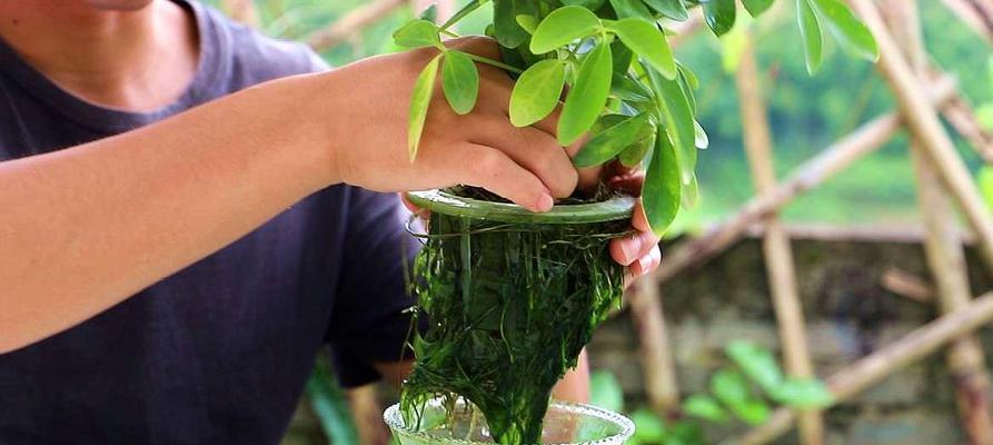 水插植物多久换一次水？如何判断水插植物是否需要换水？