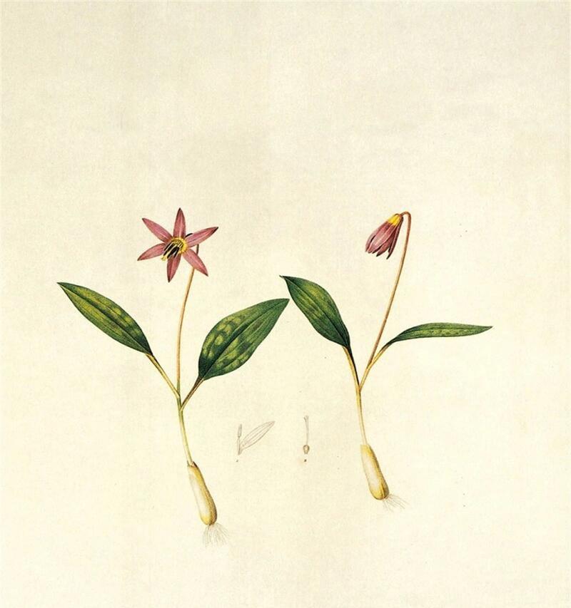 单子叶植物有哪些代表？它们的特征是什么？