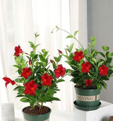 花卉爬墙绿植有哪些品种？它们的养护要点是什么？
