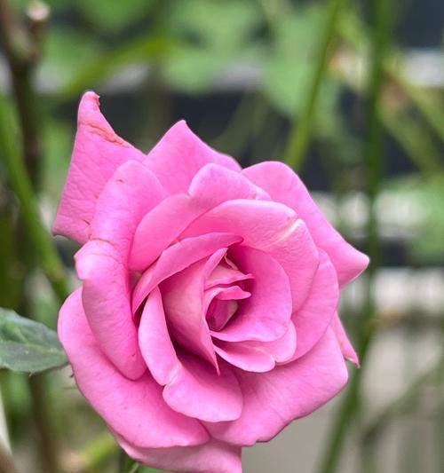 花卉爬墙绿植有哪些品种？它们的养护要点是什么？