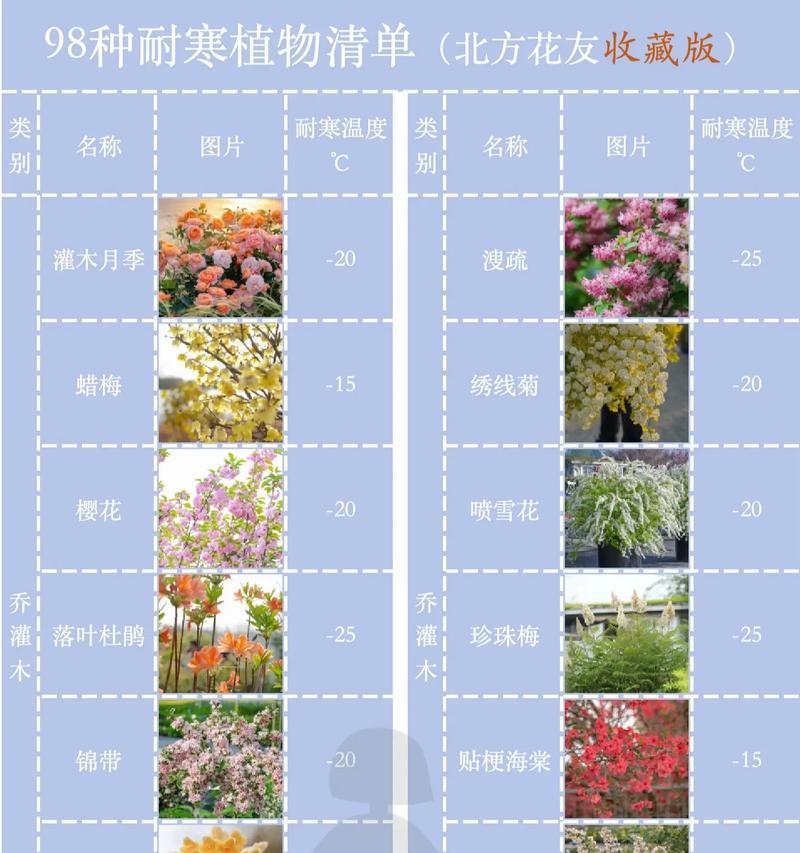 北方适合种植哪些少浇水的户外花卉？养护要点是什么？