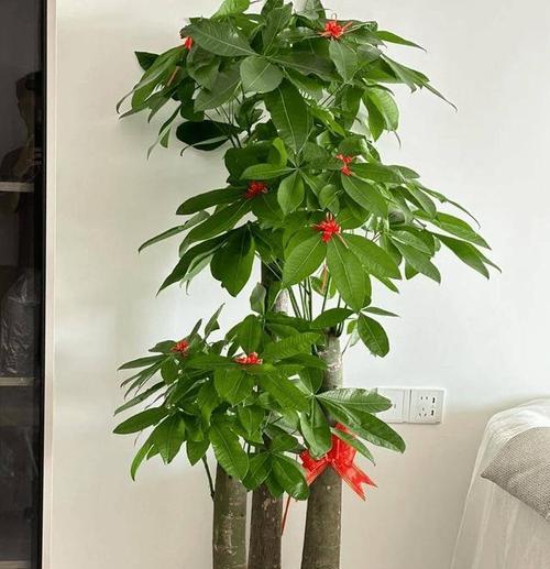 门厅入口适合摆放哪种植物？有哪些美观又实用的选择？
