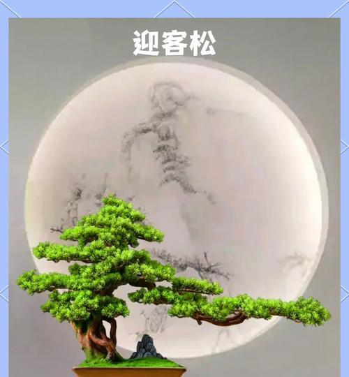 门厅入口适合摆放哪种植物？有哪些美观又实用的选择？