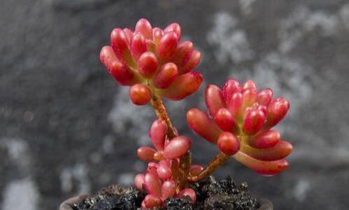 多肉花卉品种繁多，如何选择适合的种植品种？