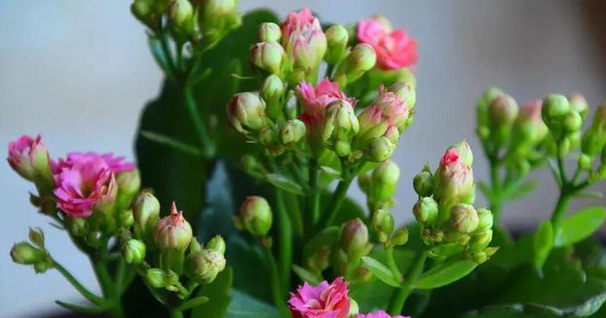 多肉花卉品种繁多，如何选择适合的种植品种？