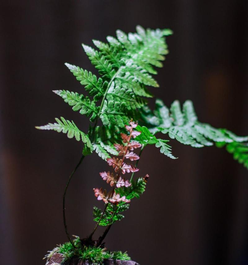 白水苔如何用于植物养护？它有什么特别之处？