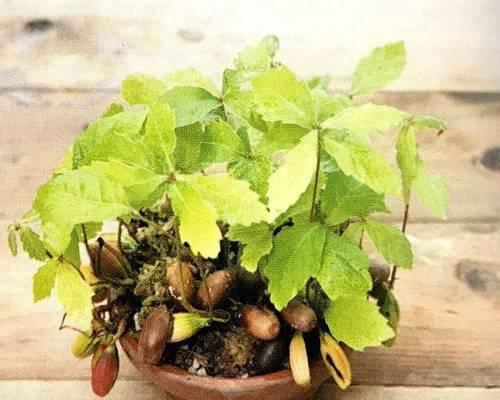 白水苔如何用于植物养护？它有什么特别之处？