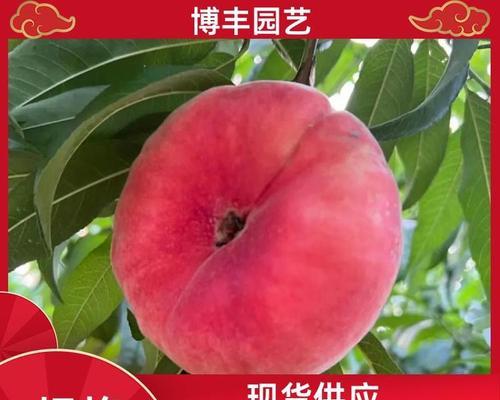 红色根系植物有哪些？