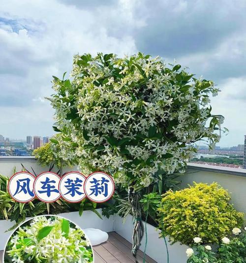 适合攀爬的藤蔓植物有哪些？