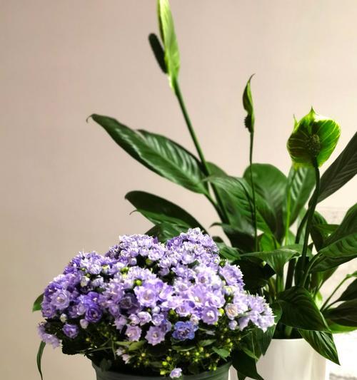 普拉提练习时哪些绿植花卉更合适？