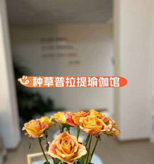 普拉提练习时哪些绿植花卉更合适？