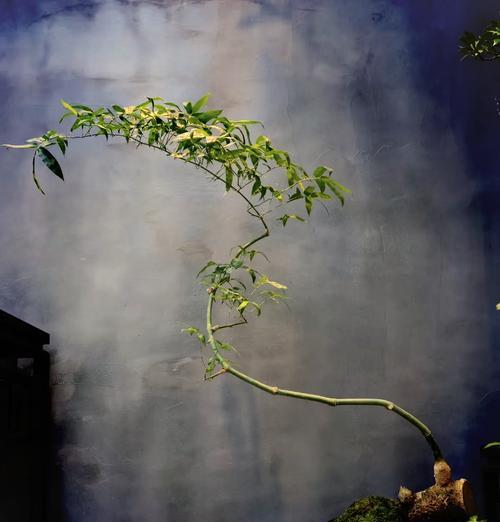 小簕竹盆栽适合用什么土壤种植？种植步骤是什么？