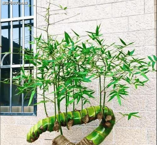小簕竹盆栽适合用什么土壤种植？种植步骤是什么？