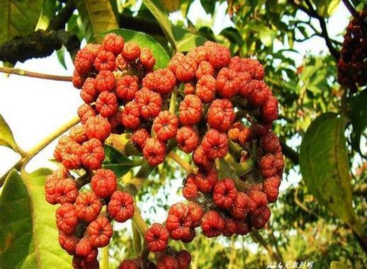 越椒是什么植物？越椒在园艺中的应用是什么？