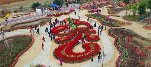 五彩圆球形花卉有哪些种类？它们的养护要点是什么？