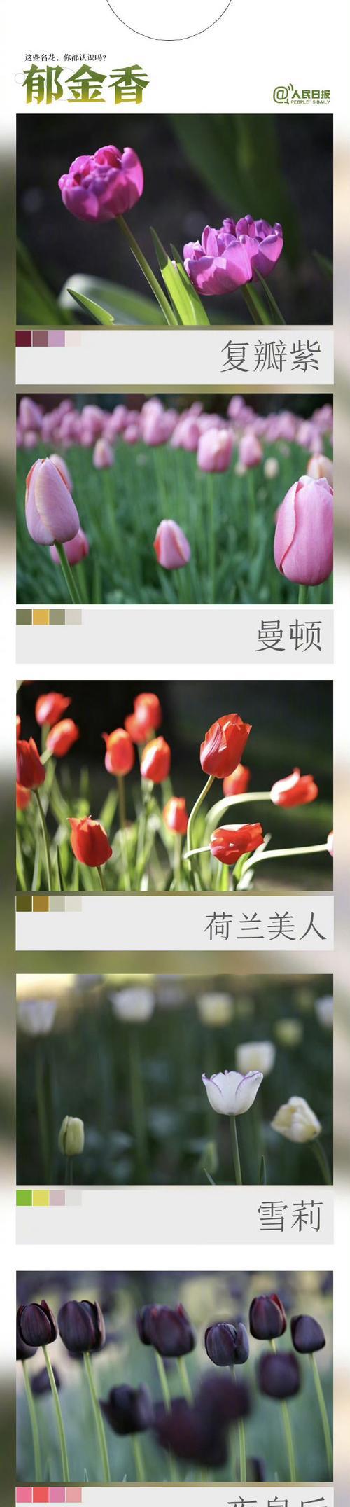 中式大气花卉名字有哪些？它们的寓意是什么？