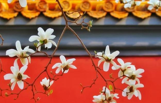 中式大气花卉名字有哪些？它们的寓意是什么？