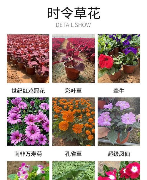 鲸鱼与花卉结合的创意名字有哪些？