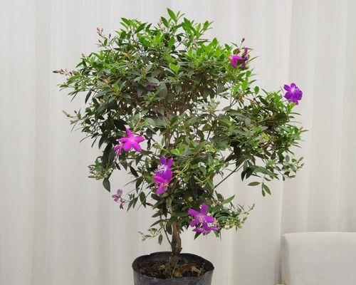 如何养护香菜牡丹盆栽？有哪些注意事项？