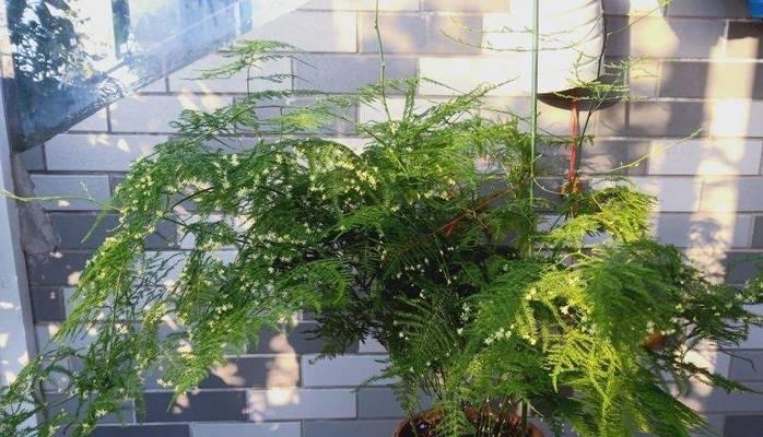 哪些植物耐受过多的阳光直射？