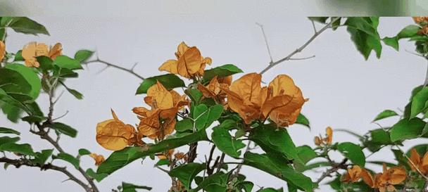 比较好存活的盆栽花卉有哪些推荐？如何进行日常养护？