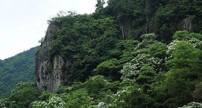 雪桐花卉苗木特点是什么？它适合哪些环境种植？
