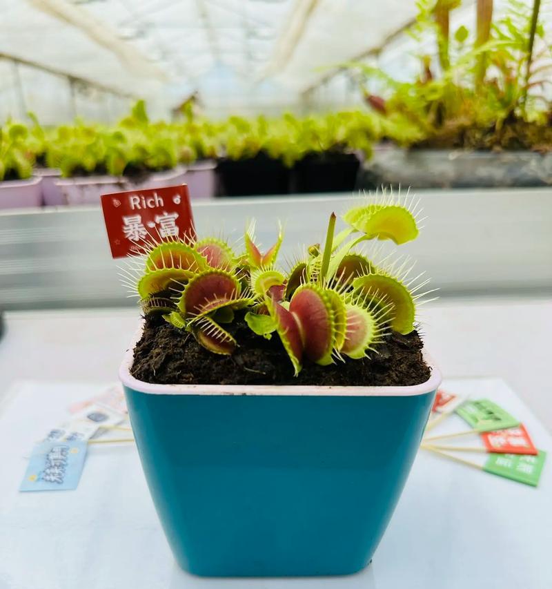 苍蝇真的害怕哪些花卉？这些花卉的驱蝇原理是什么？
