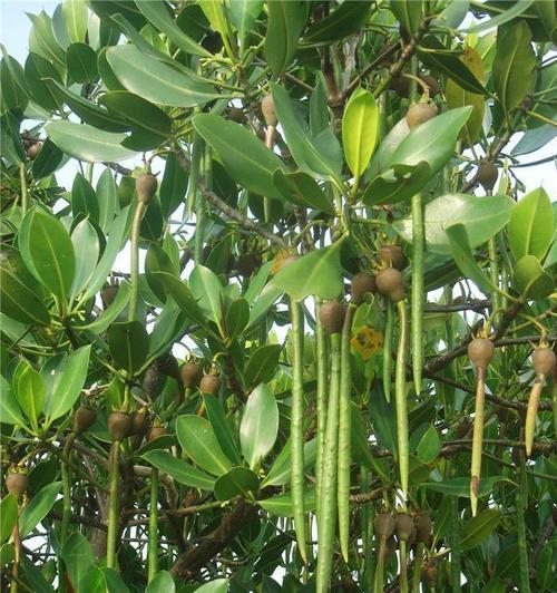 哪些植物具有奇妙的特性？这些特性是如何体现的？
