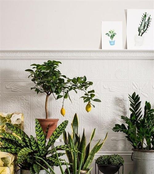 室长盆栽植物有哪些？如何选择适合的室内植物？
