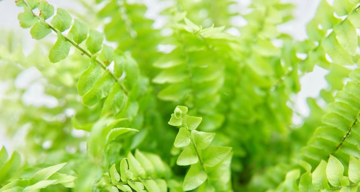 室长盆栽植物有哪些？如何选择适合的室内植物？