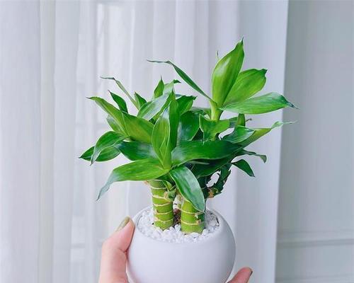 室长盆栽植物有哪些？如何选择适合的室内植物？