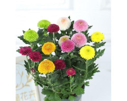 花卉乒乓菊的养殖技巧是什么？
