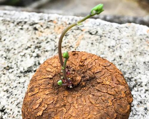 叶上长叶的植物有哪些？这种现象的原因是什么？