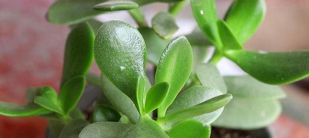 叶上长叶的植物有哪些？这种现象的原因是什么？