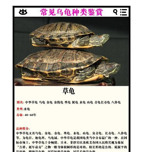 哪些植物乌龟不会啃咬？它们的共同特点是什么？