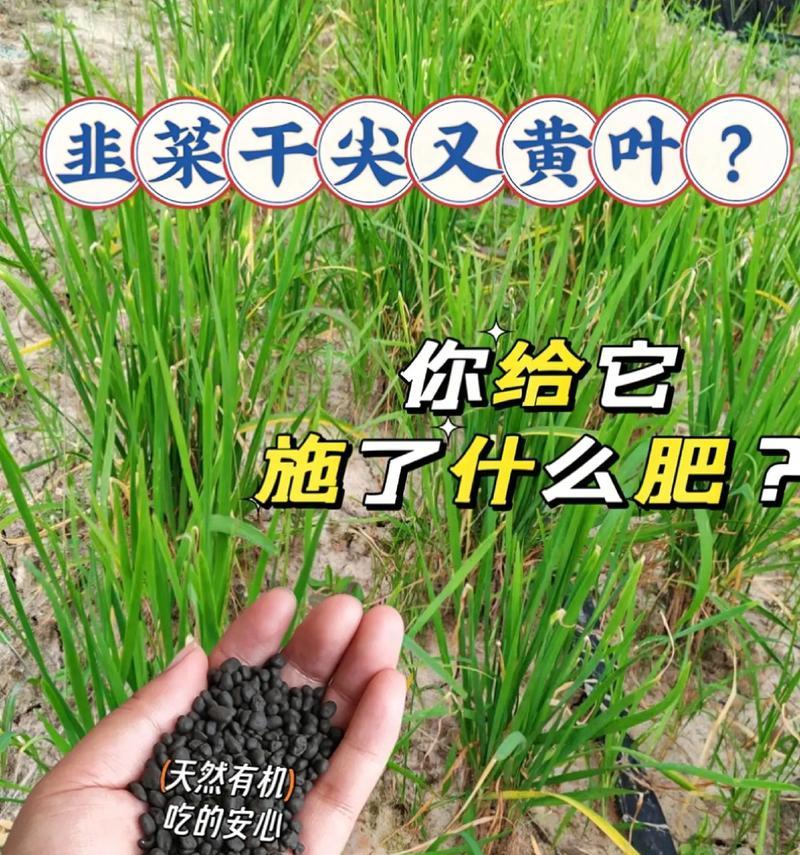 肉植物怎么施肥？正确的施肥方法和频率是什么？